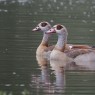 Nilgans