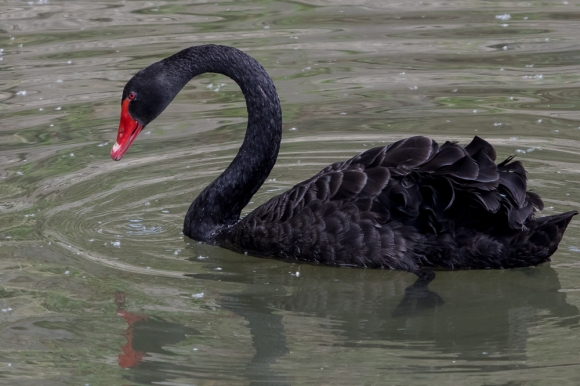 Schwarzschwan / Trauerschwan