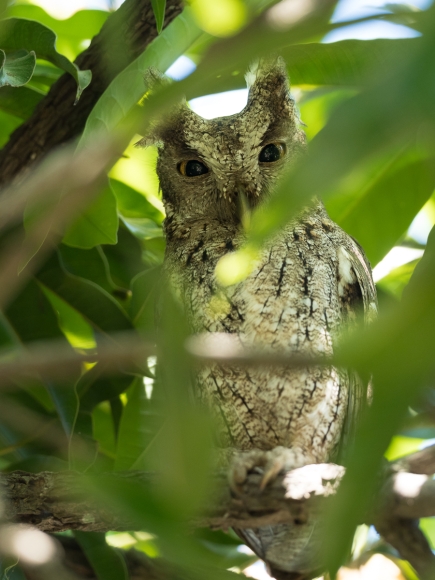 Mangrovenkreischeule